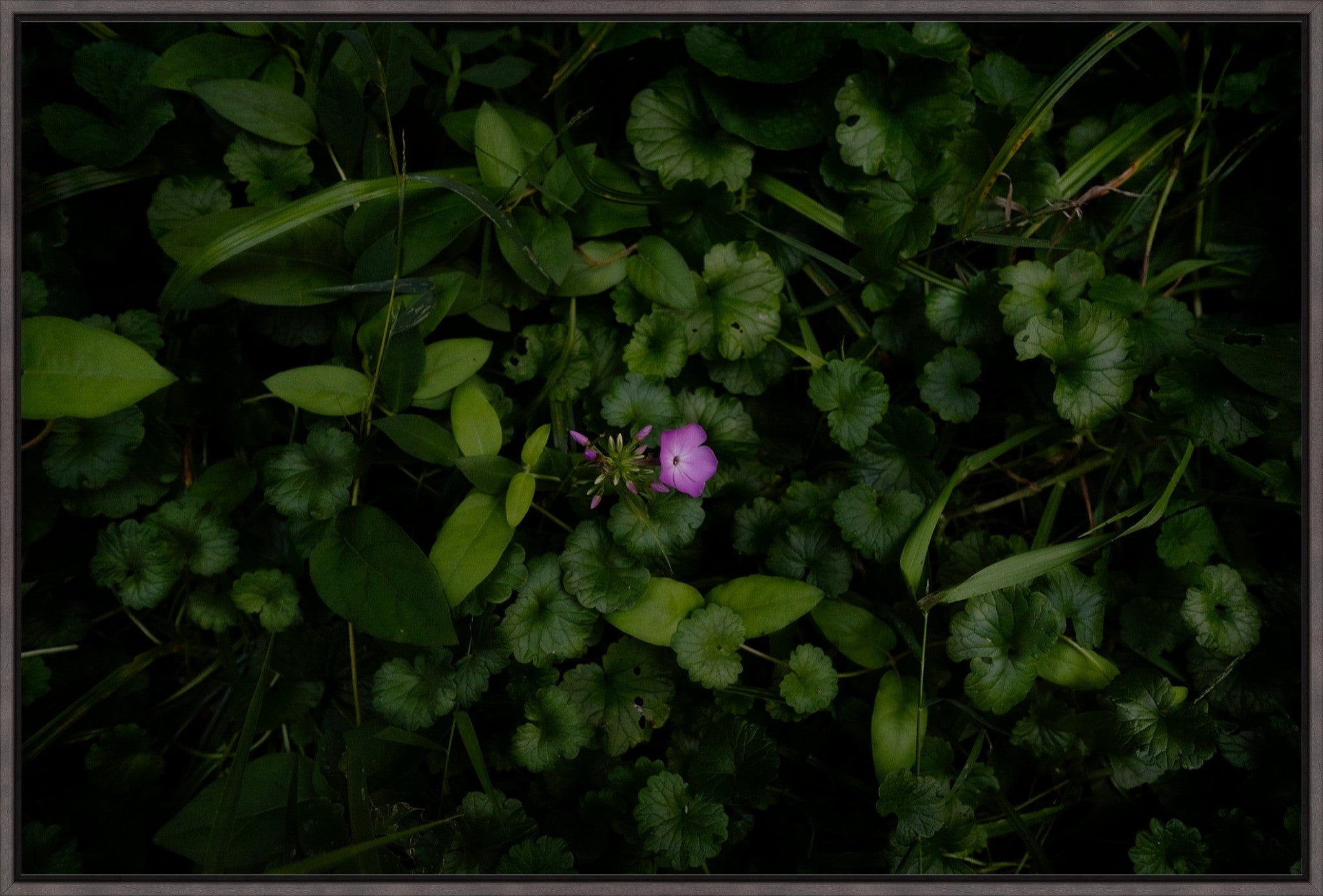 Wild Phlox