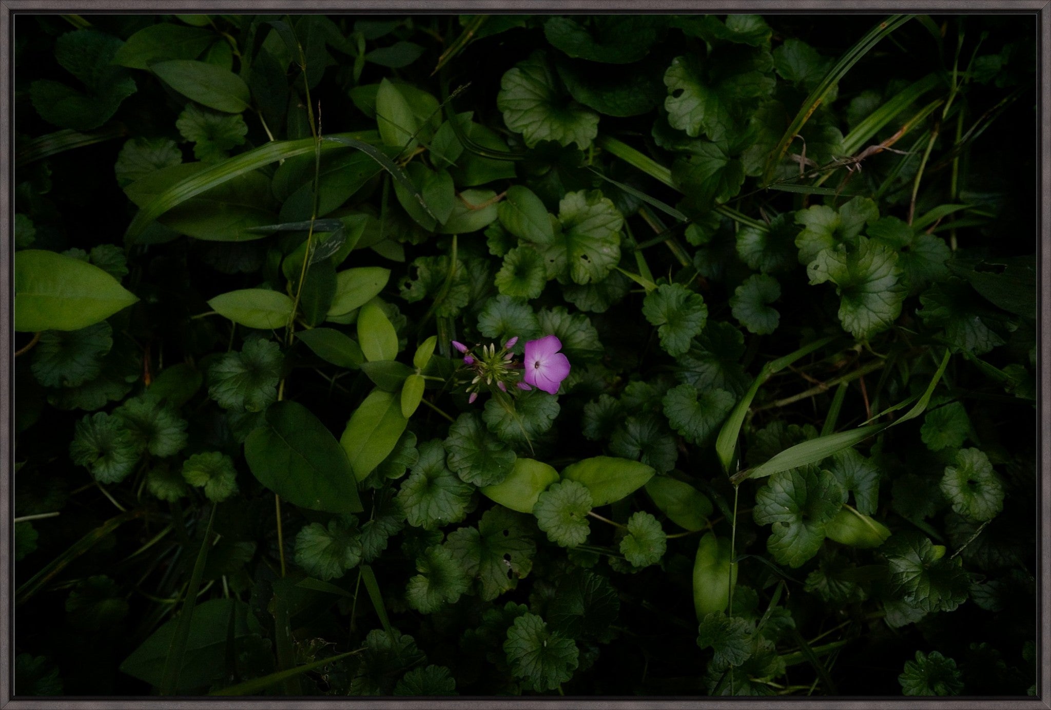 Wild Phlox