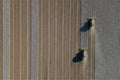 Aerial Cotton Harvest V