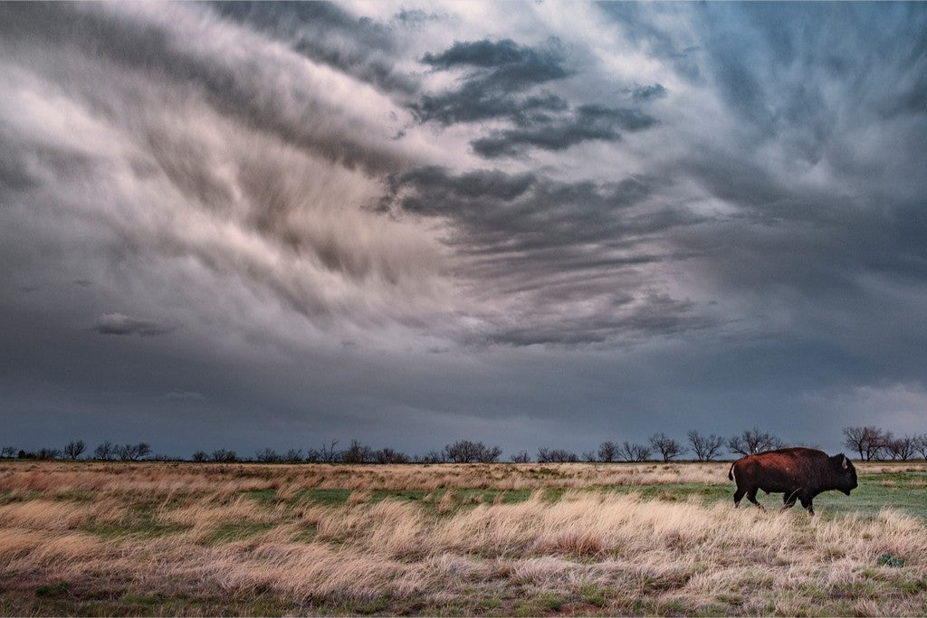 Caprock Bison