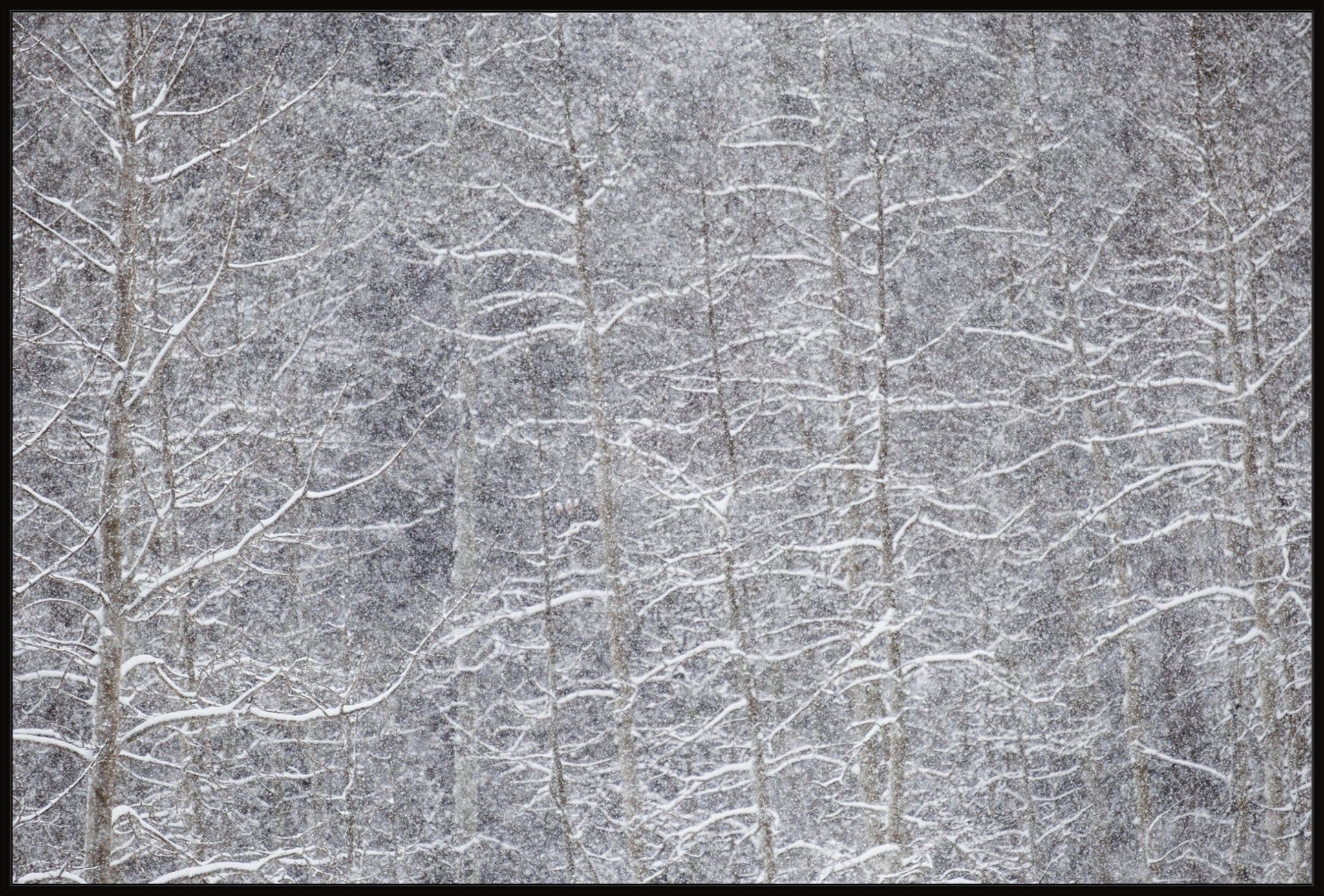 Heavy Snow & Forest Abstract IV
