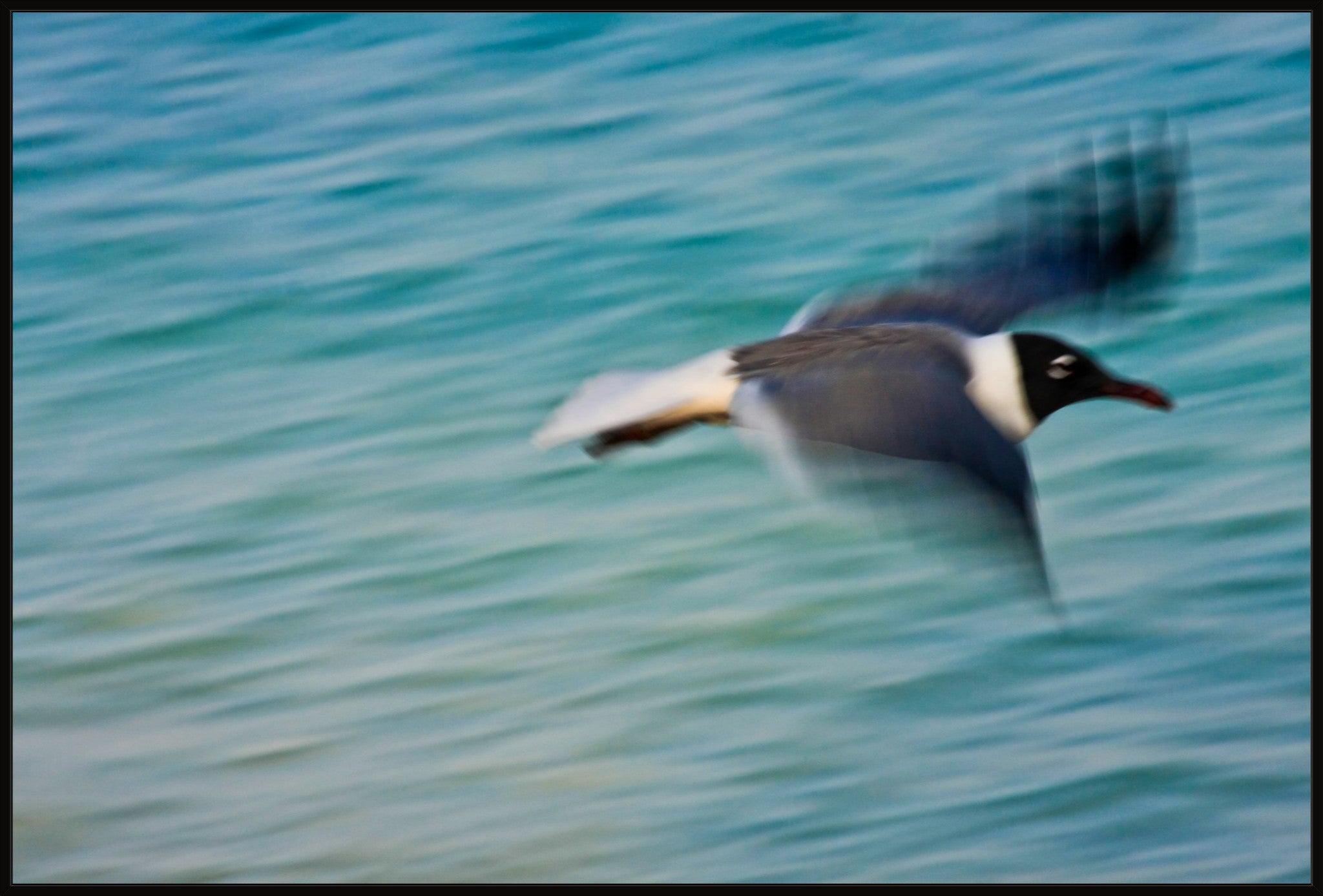 Grand Bahama Gull No. 2