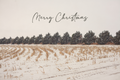 'Snowy Field' Holiday Greeting Cards (Set of 25)