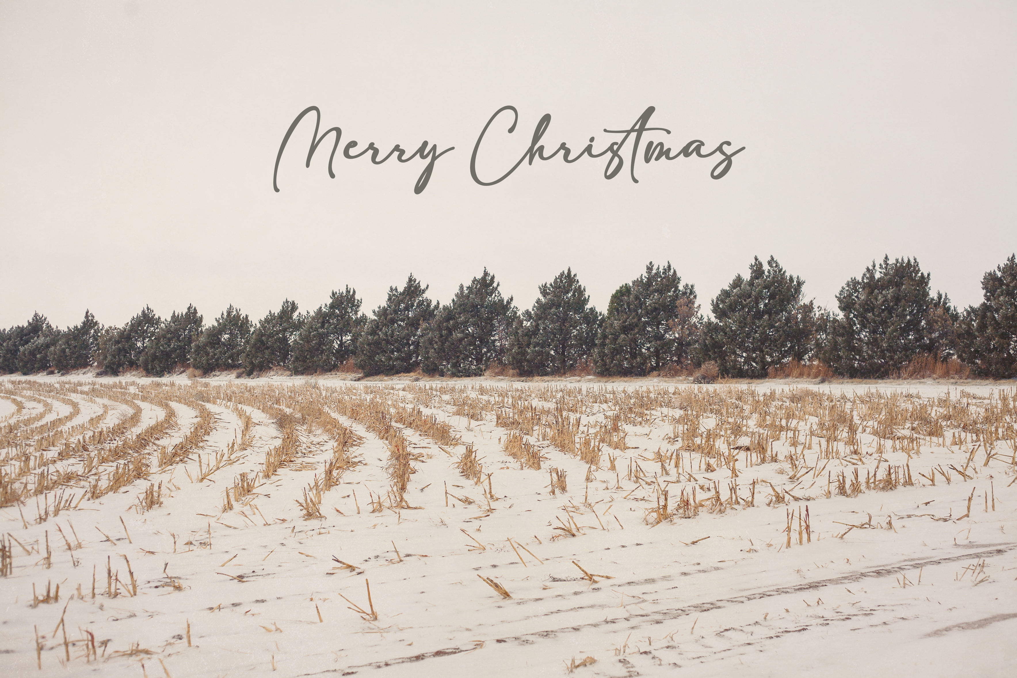 'Snowy Field' Holiday Greeting Cards (Set of 25)