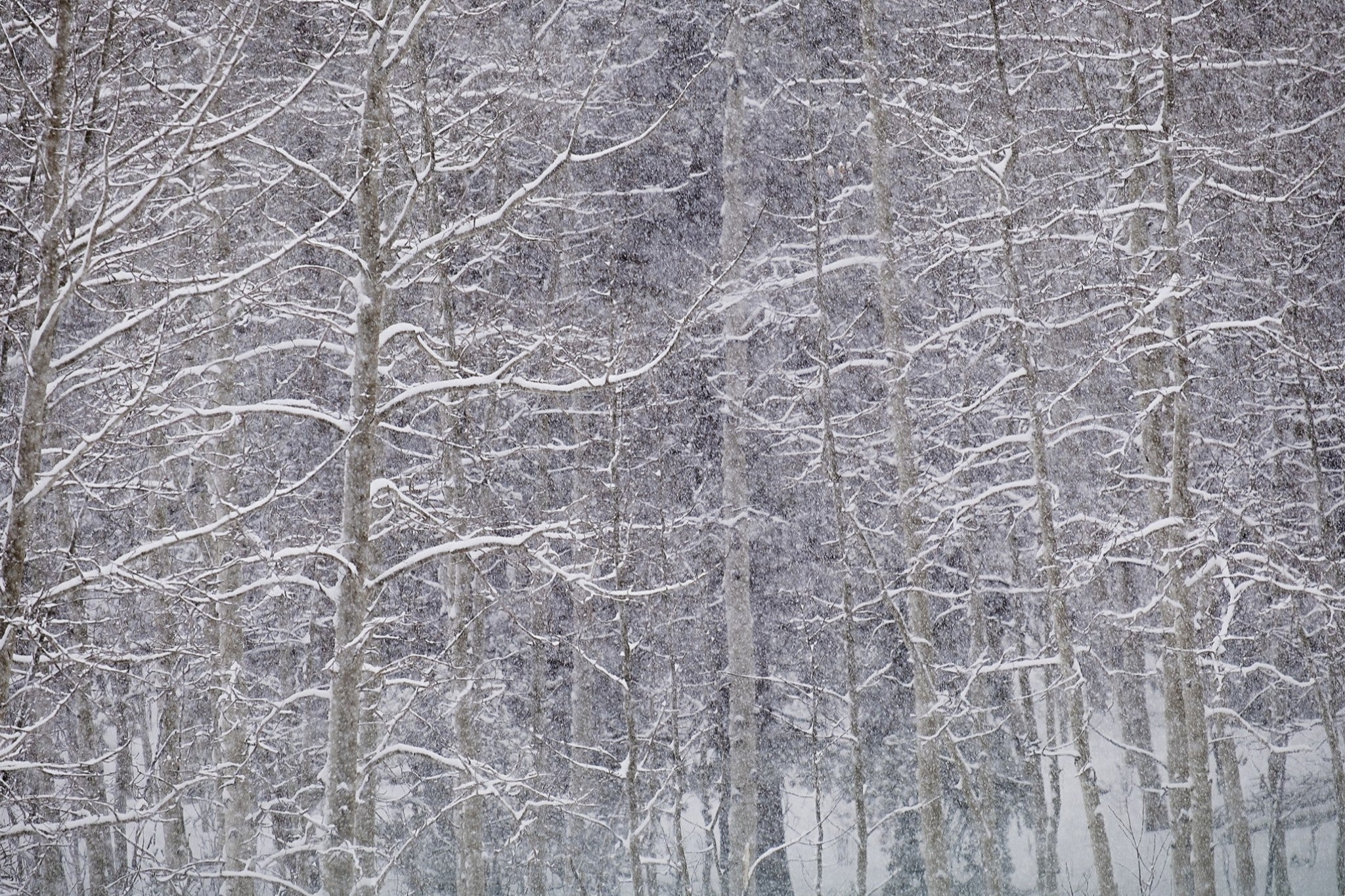 Heavy Snow & Forest Abstract II