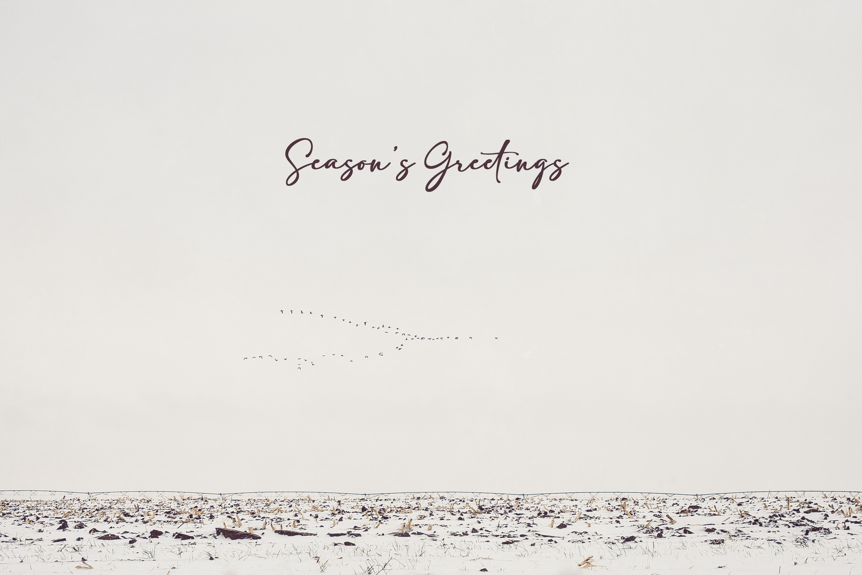 'Geese Over Snowy Field' Holiday Greeting Cards (Set of 25)