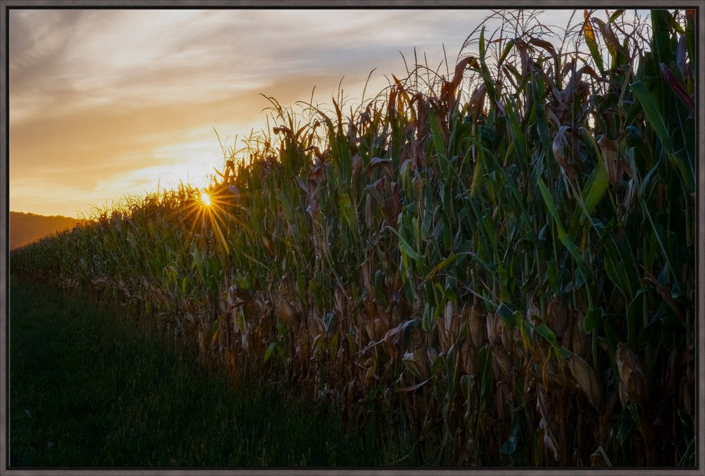 Sunset Over Tall Corn