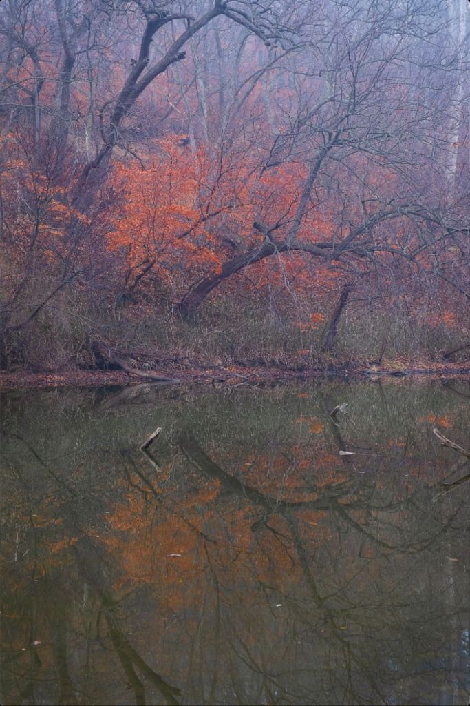 Winter Woodland and Lake Reflections