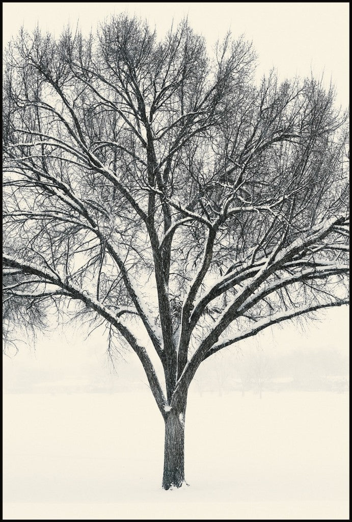 Monochrome Tree in Snow I