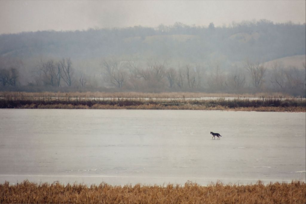 Coyote on Frozen Lake