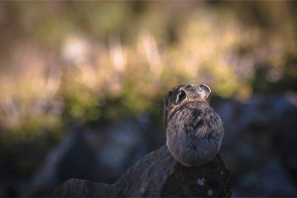 Wheeler Peak Pika