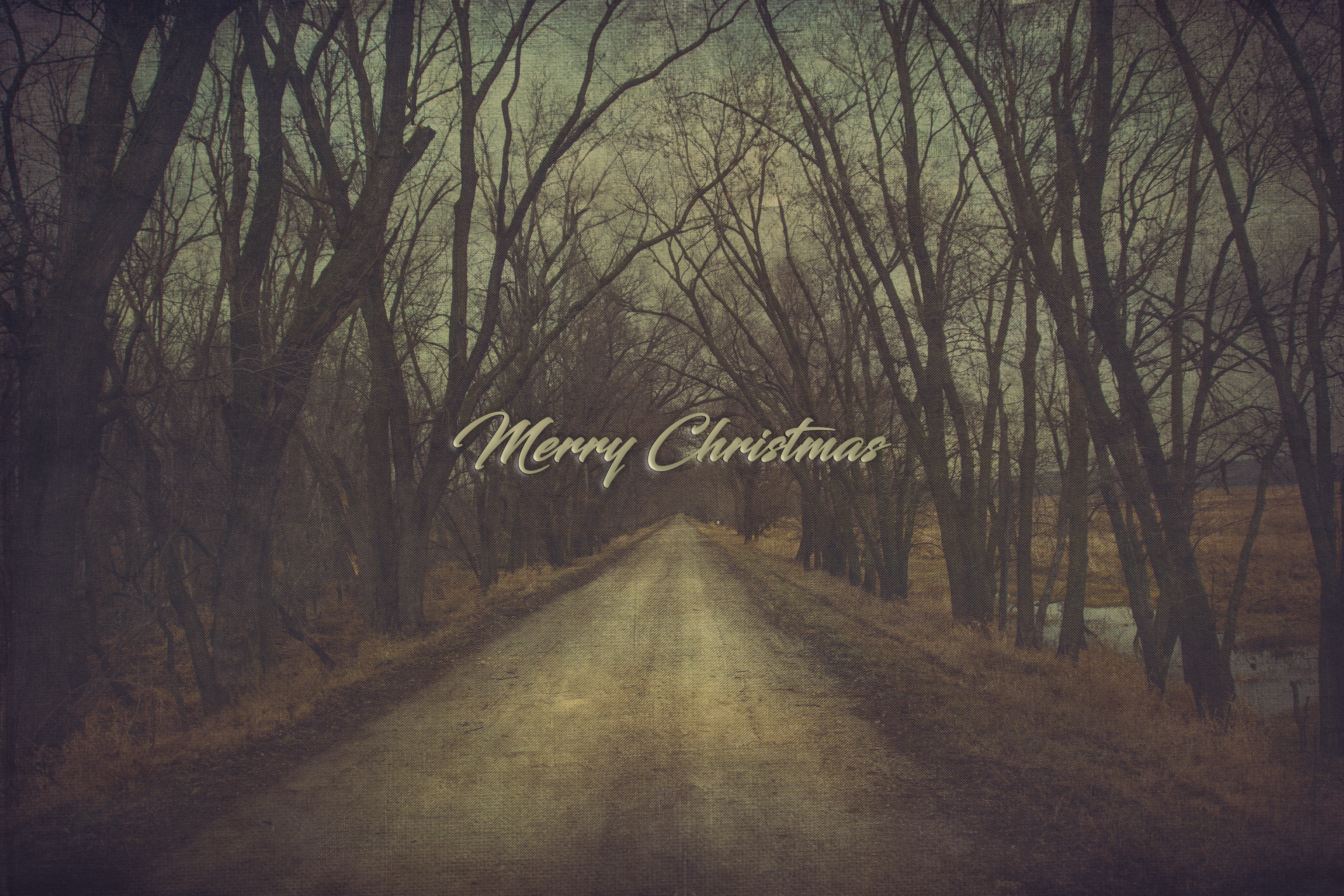'Elm Tunnel' Holiday Greeting Cards (Set of 25)