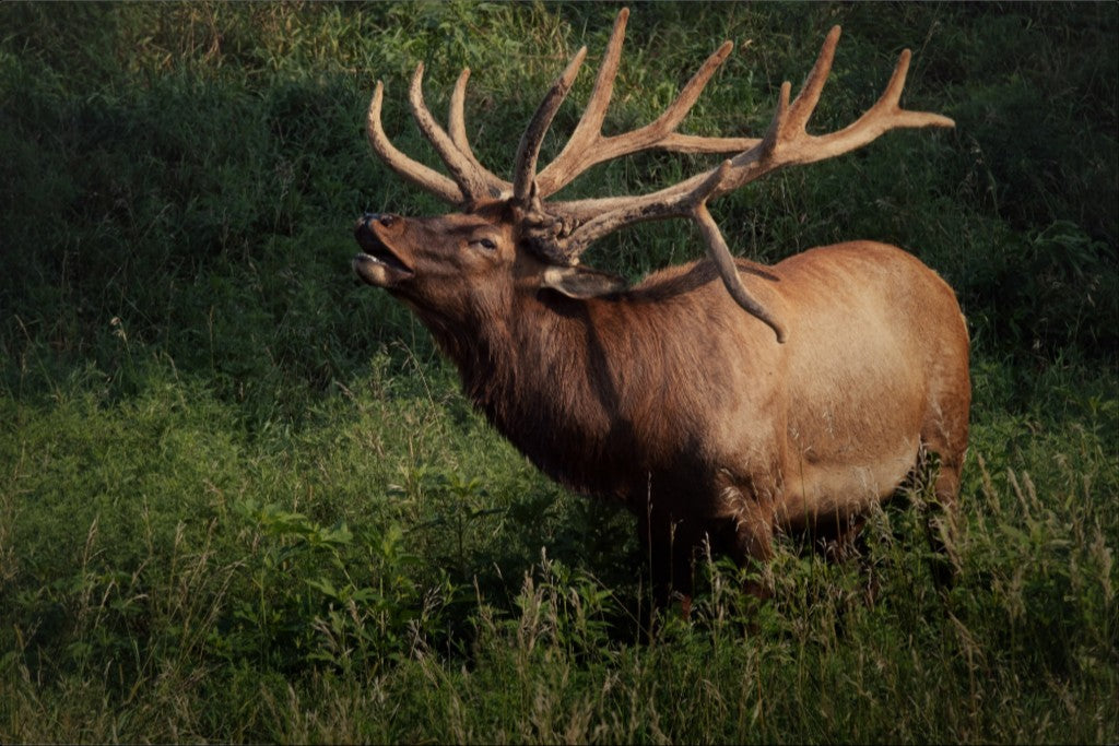 Ashland Bull Elk II