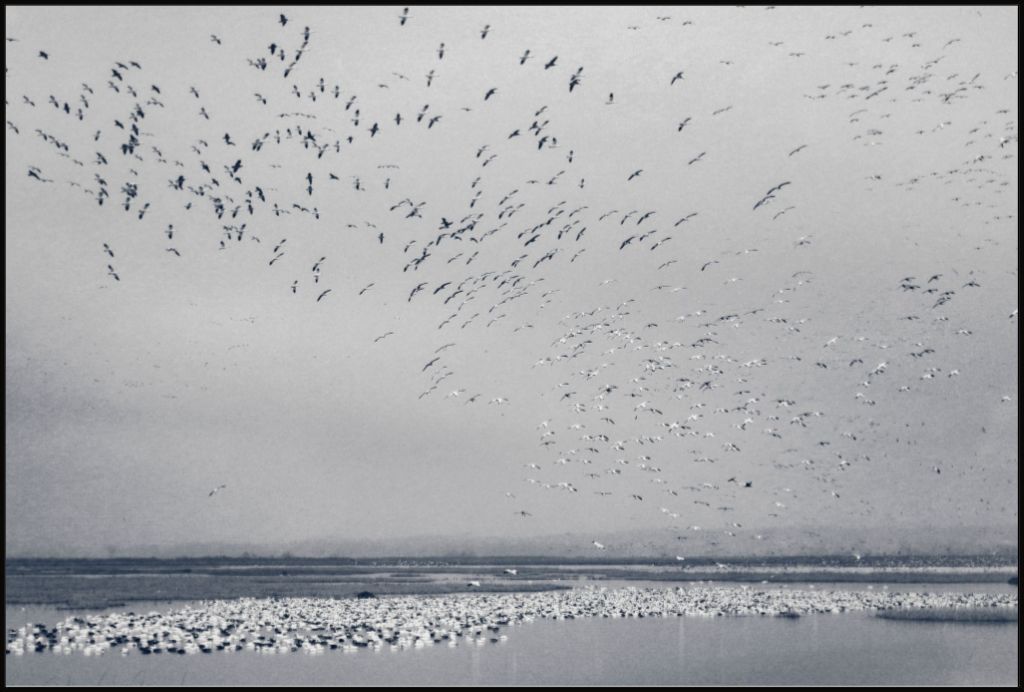 Snow Goose Cyanotype I