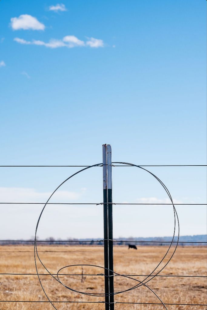 Fenceline and Cow on the Colorado Plains