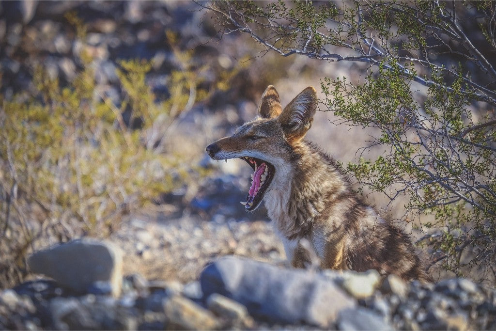 Coyote Yawn