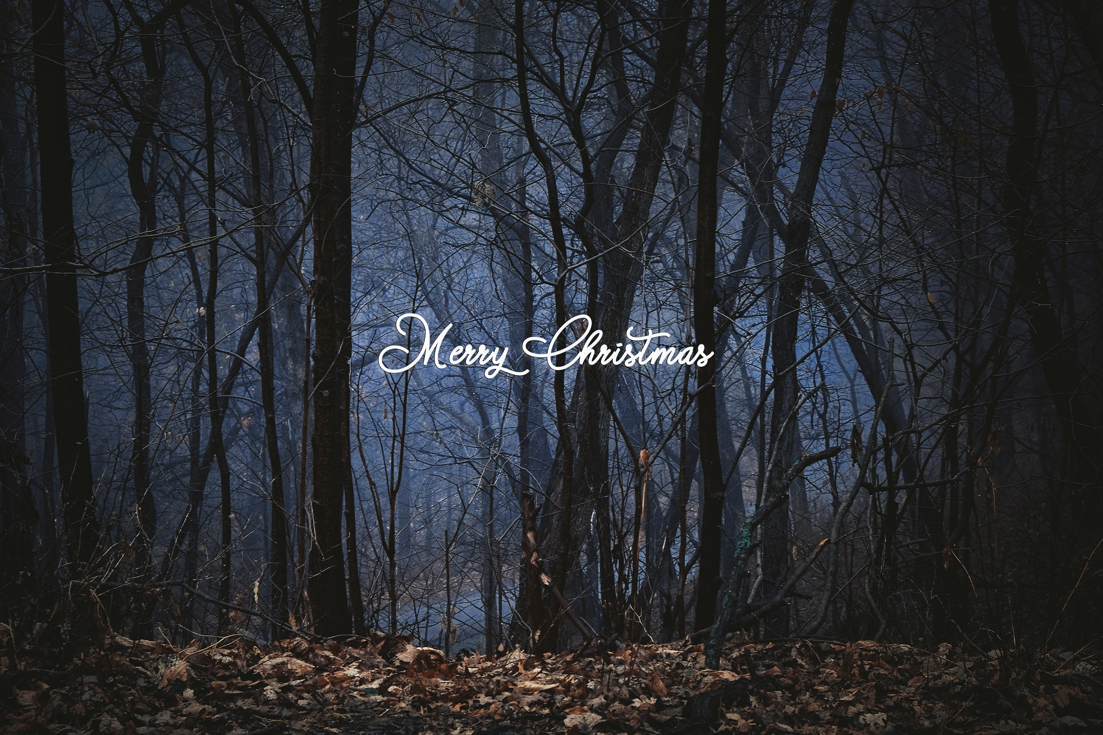 'Foggy Hardwood Forest' Holiday Greeting Cards (Set of 25)