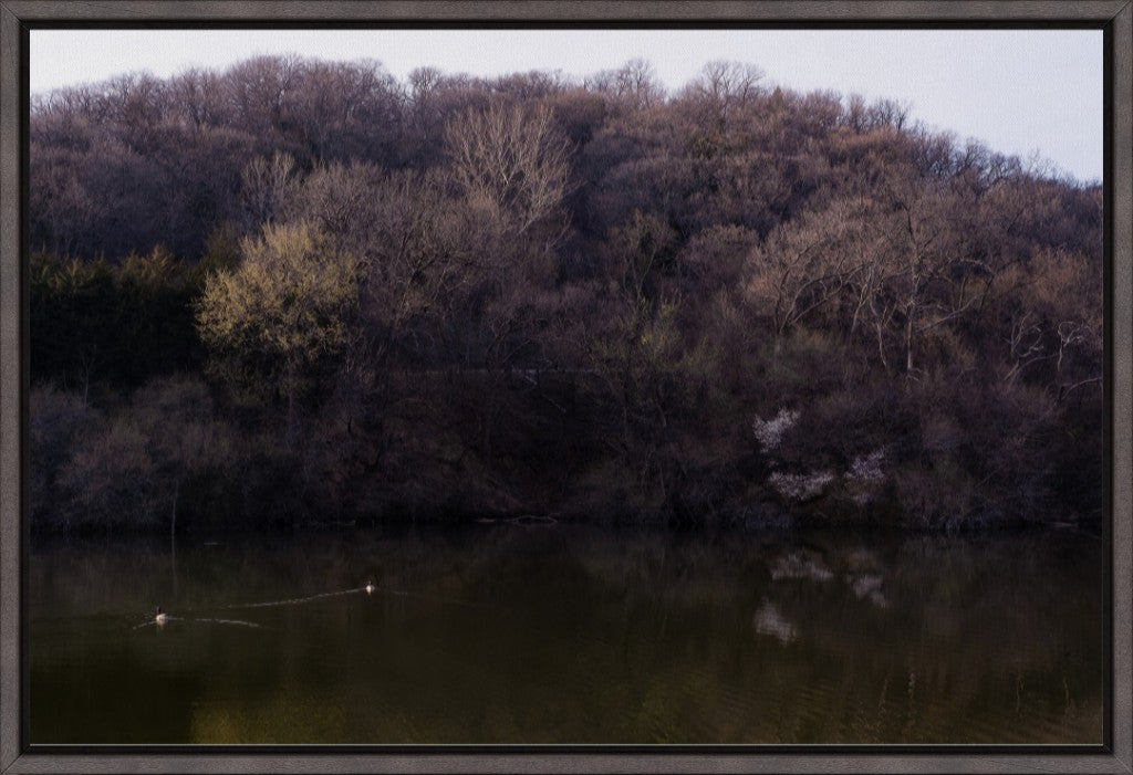 Dogwood Reflections I