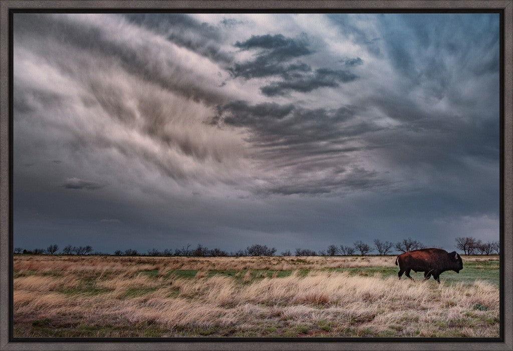 Caprock Bison