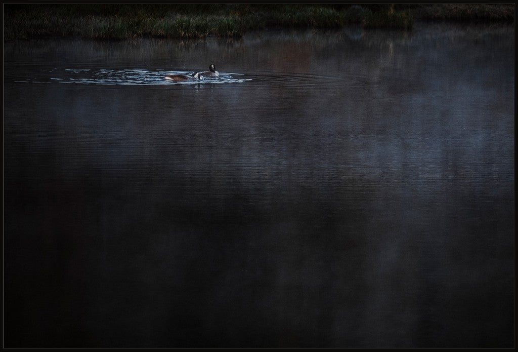 Geese on the Pond