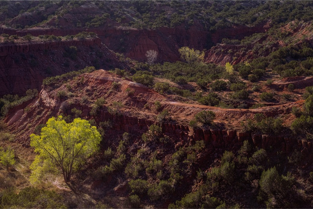 Canyon Spring