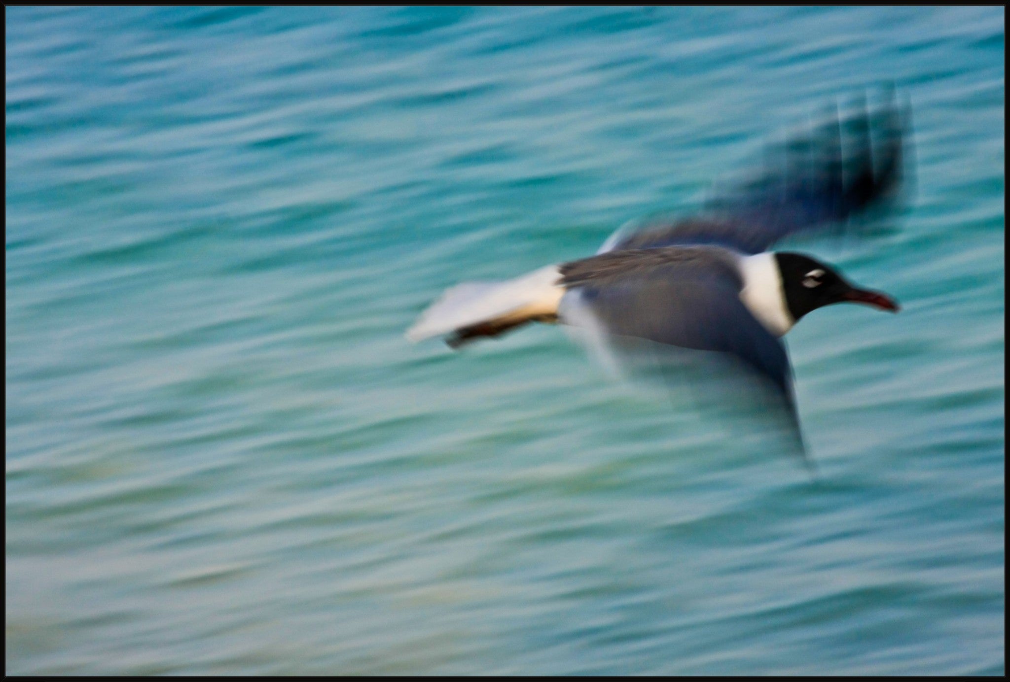 Grand Bahama Gull No. 2