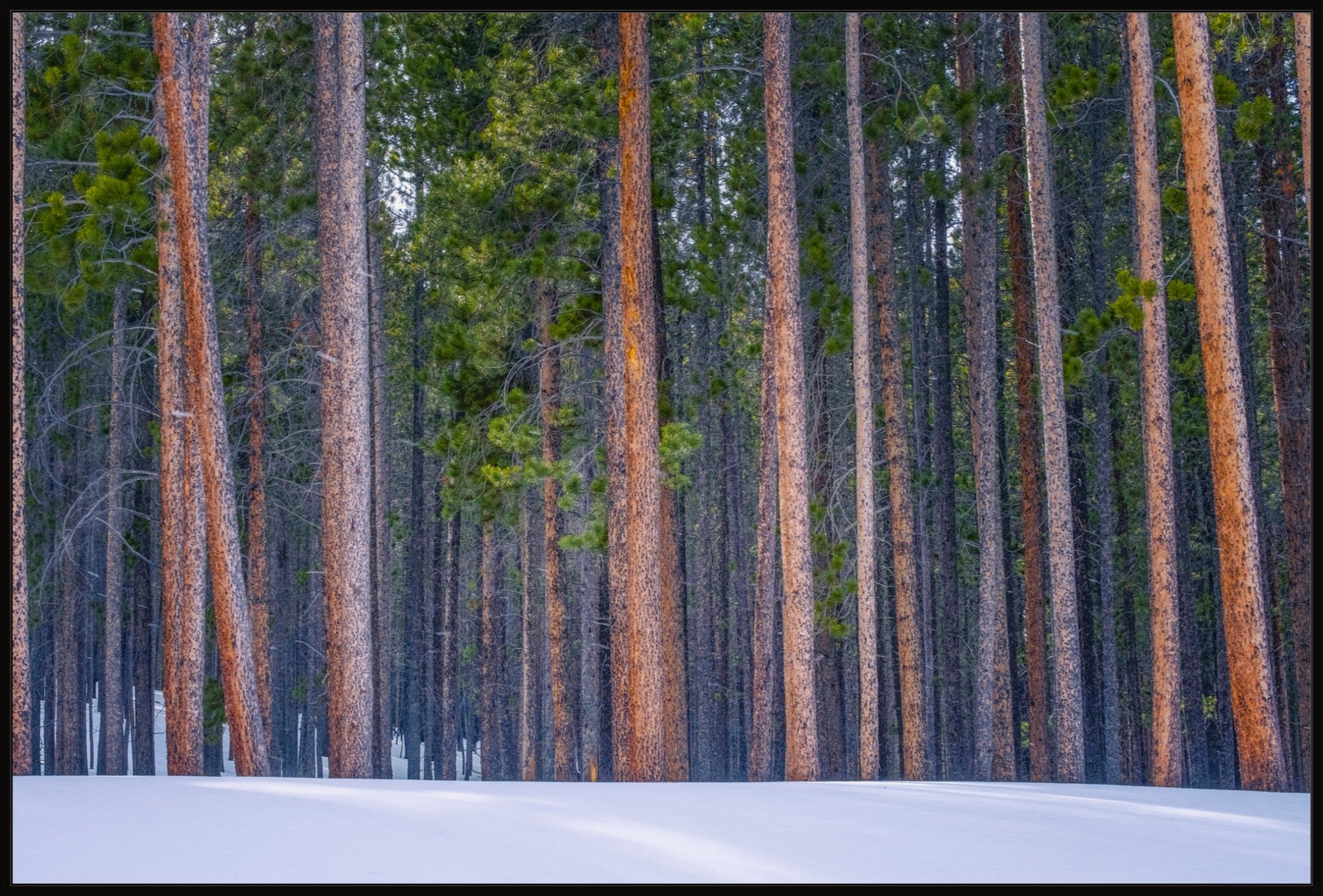 Snowy Pines Horizontal