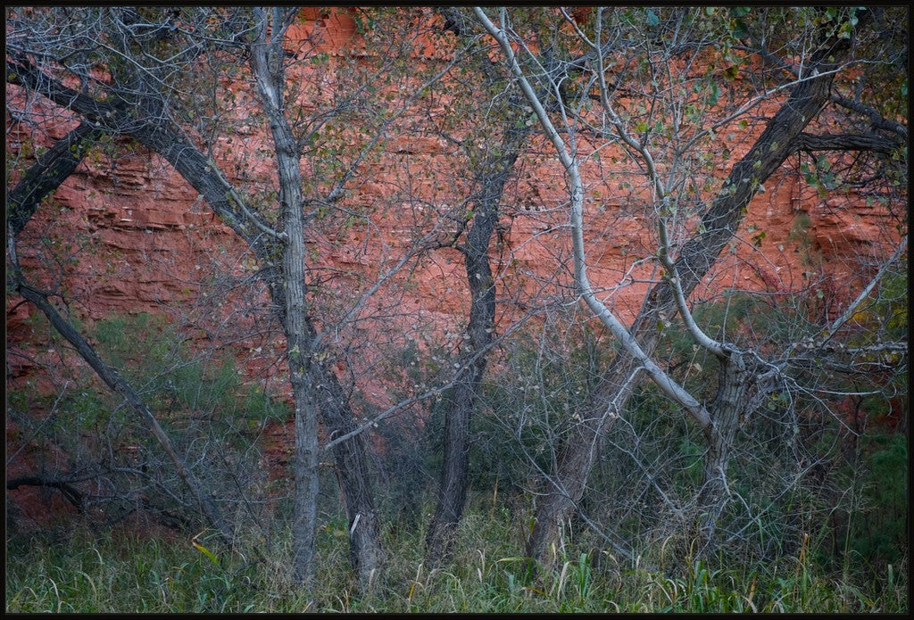 Cottonwoods and Red Rock