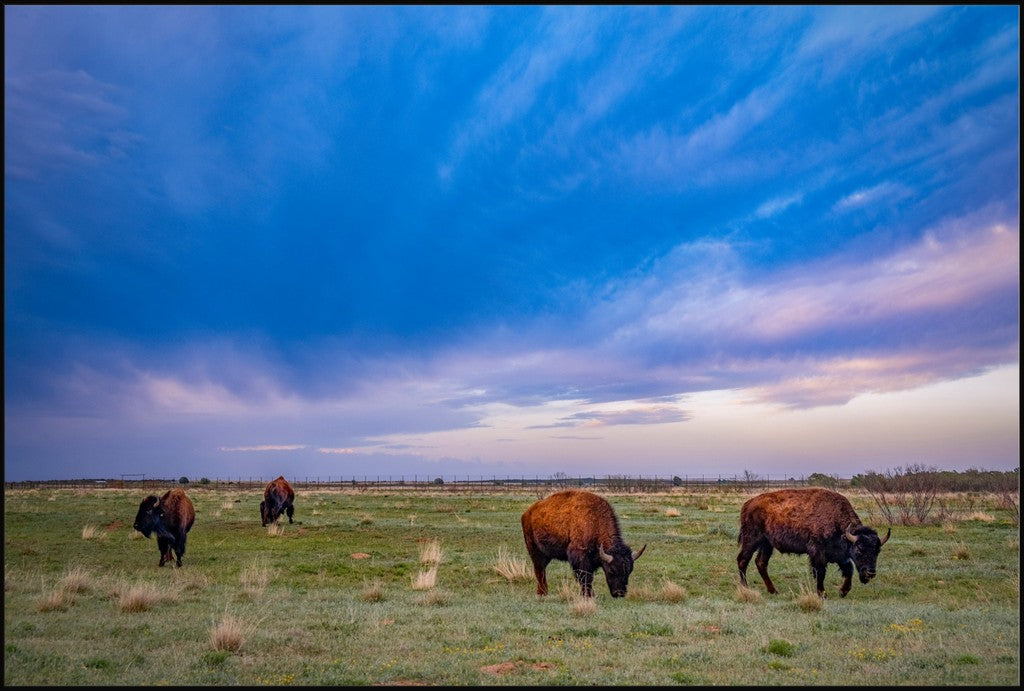 Caprock Bison at Sunset