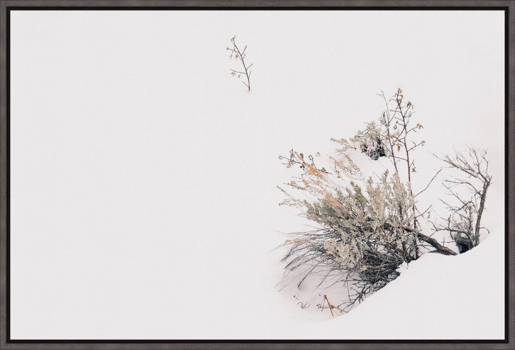 Rabbitbrush in Snow