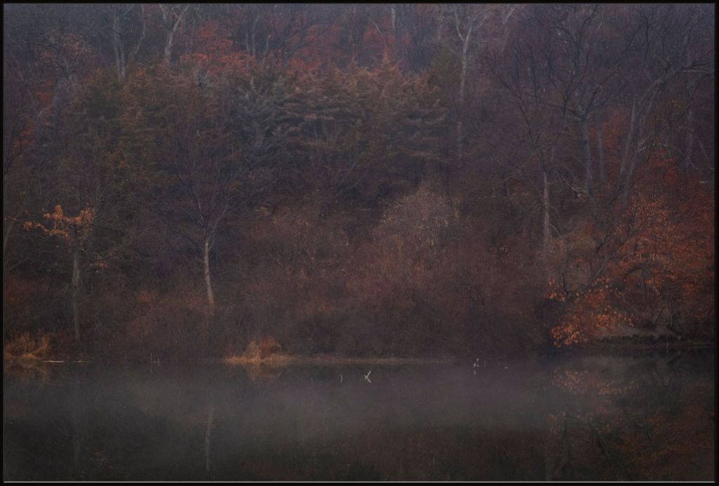 Foggy Winter Woods and Lake