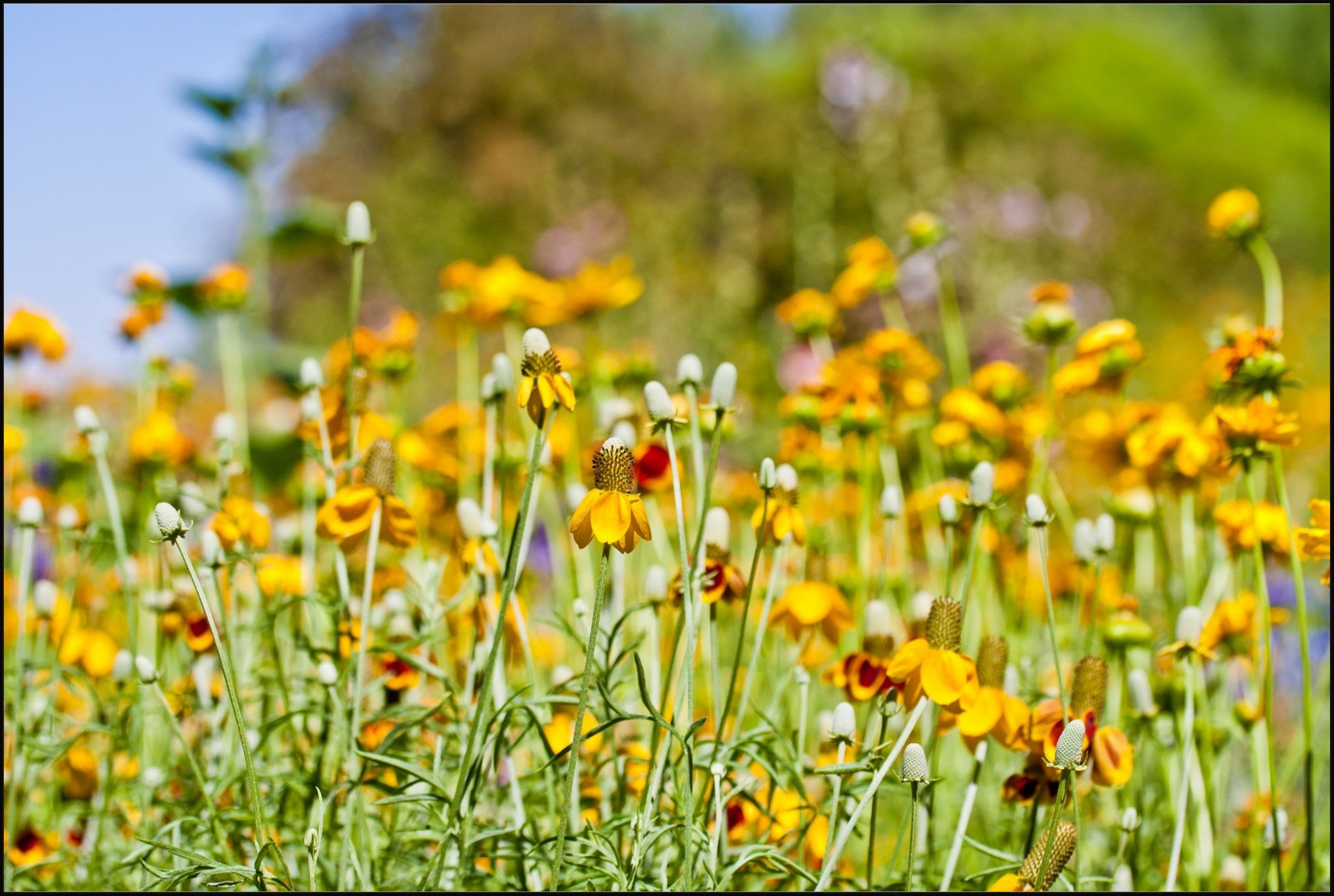 Summer Wildflowers
