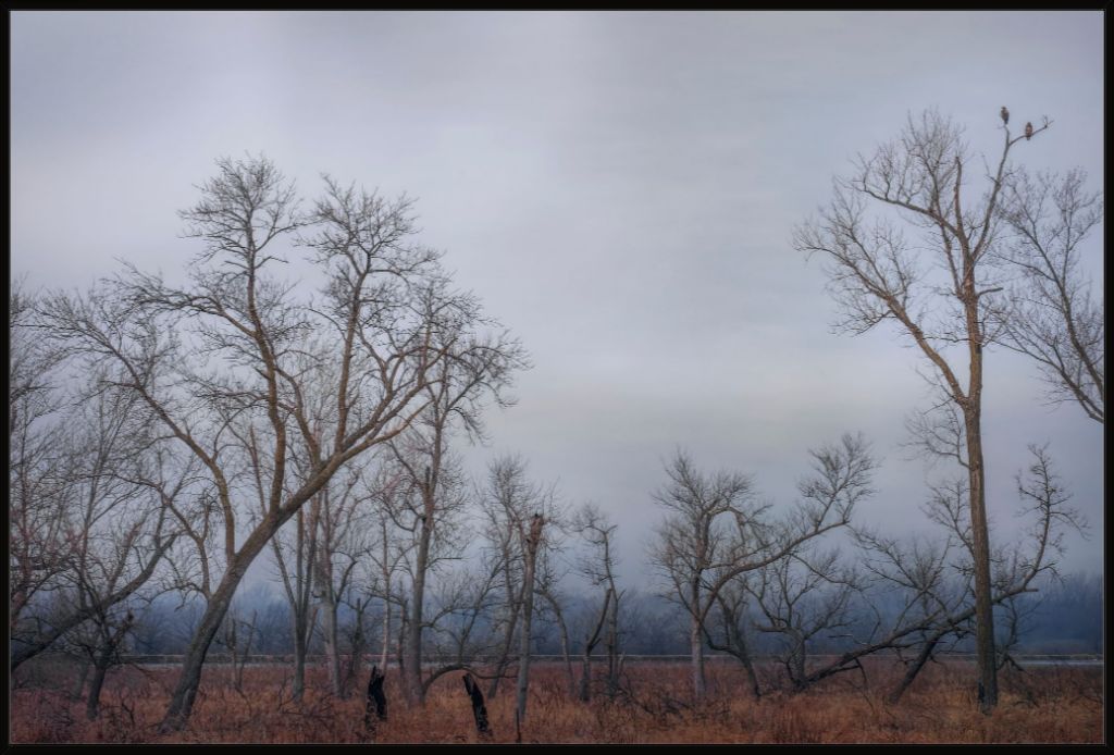 Eagles Watch