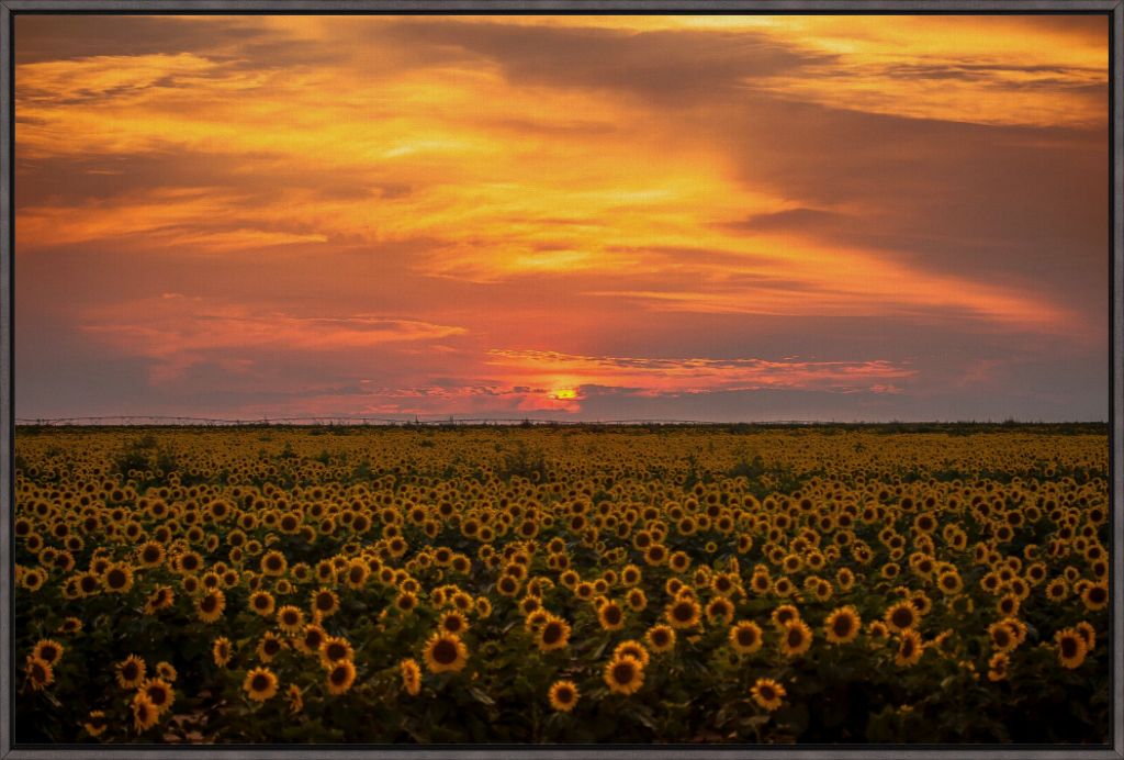 Sunflower Sunset