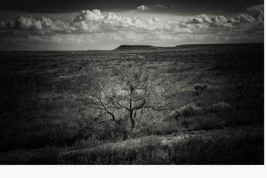 Muleshoe Monochrome