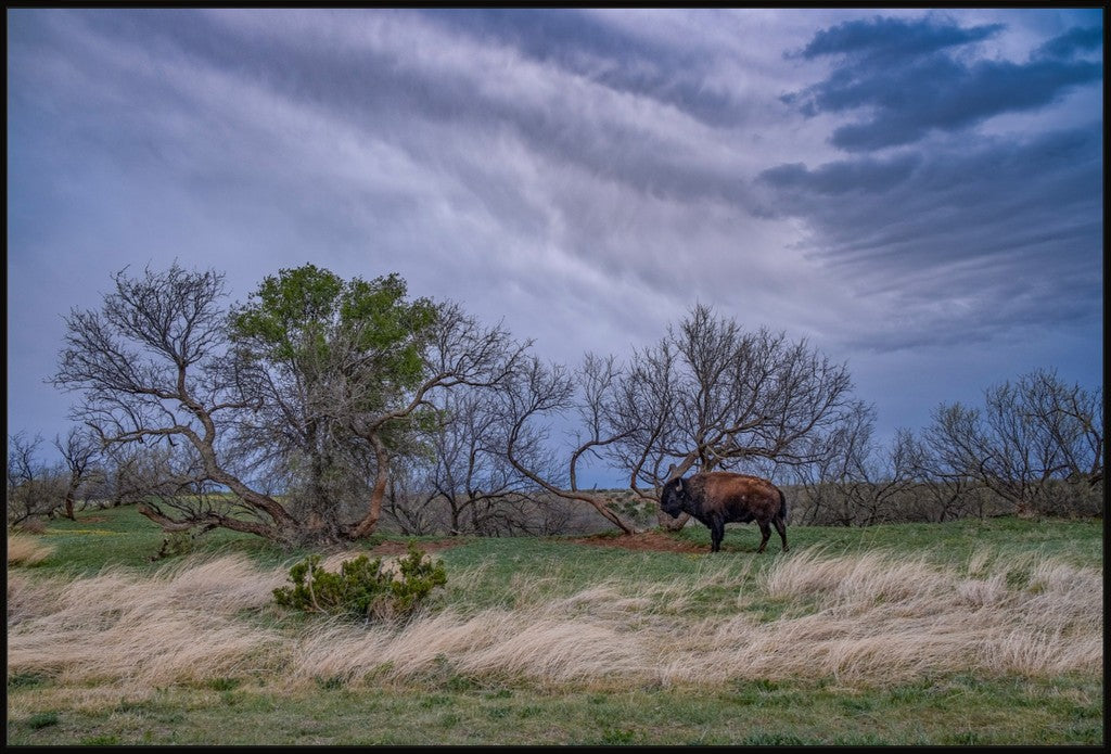 Caprock Bison II