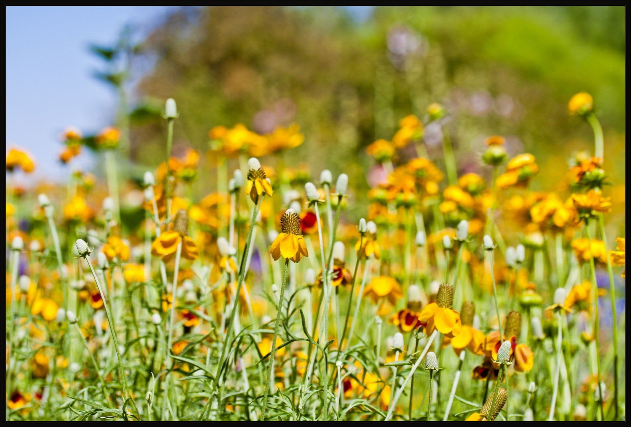 Summer Wildflowers