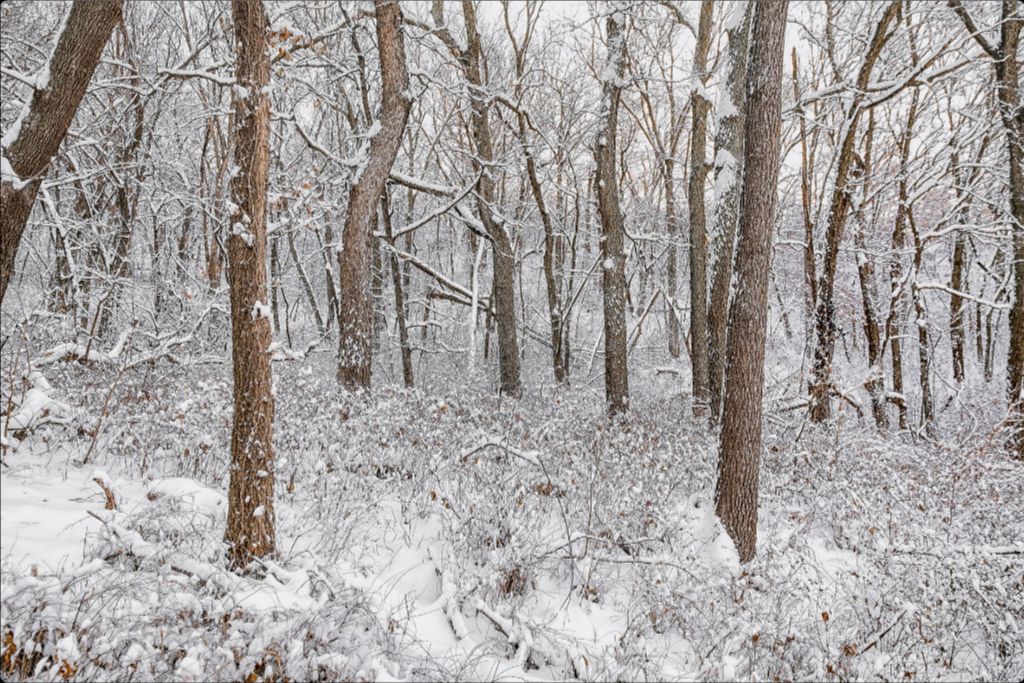 Winter in the Loess Hills