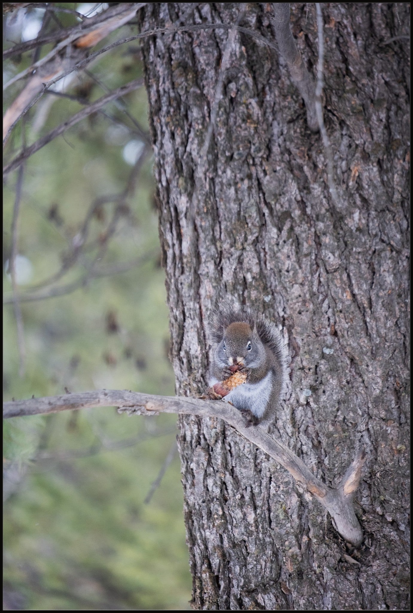 Squirrel & Pine Cone II