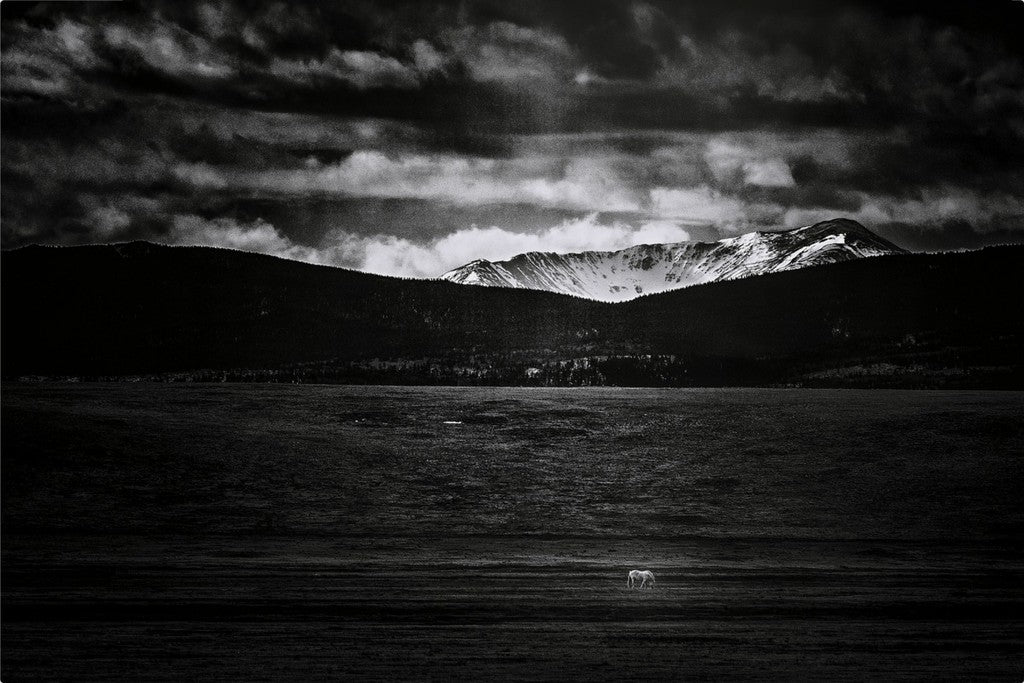 Wild Horse in BW