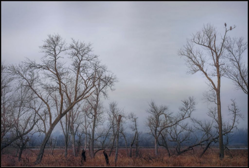 Eagles Watch