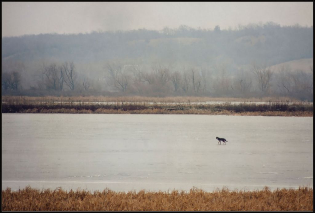 Coyote on Frozen Lake