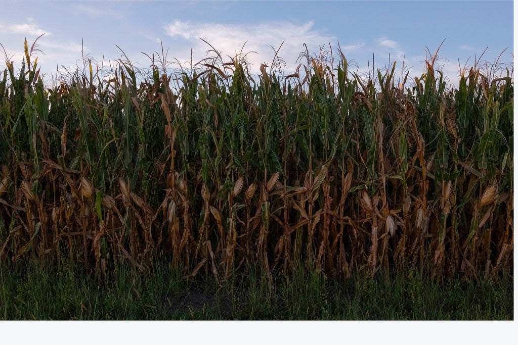 Land of the Tall Corn I