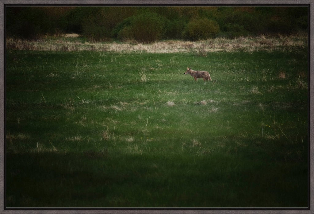 Rocky Mountain Coyote