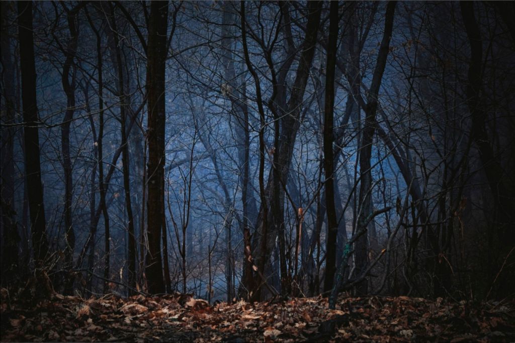 Foggy Hardwood Forest