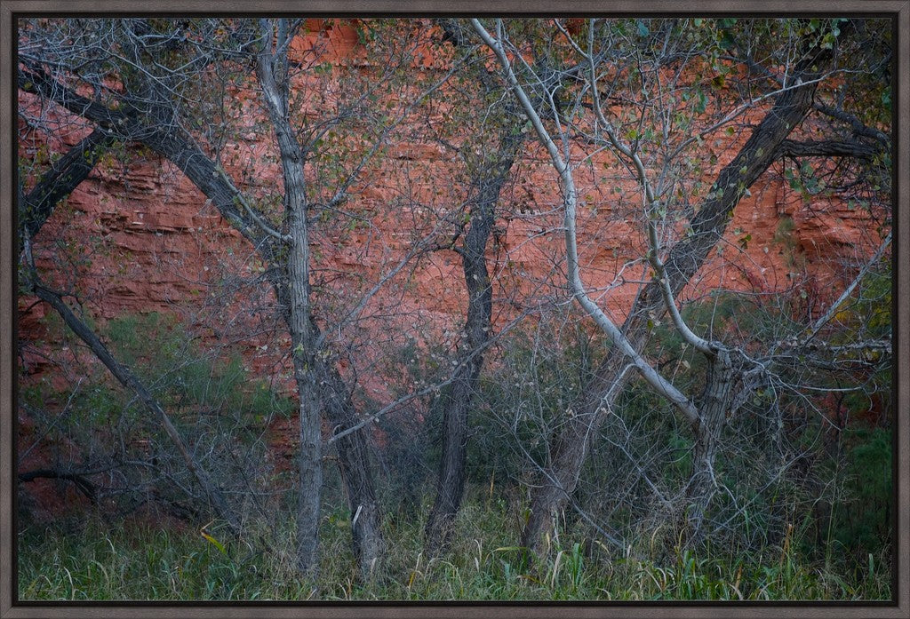 Cottonwoods and Red Rock