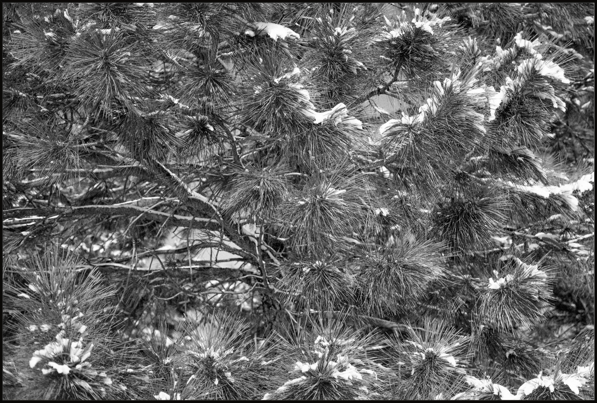 Snow on the Pine Boughs