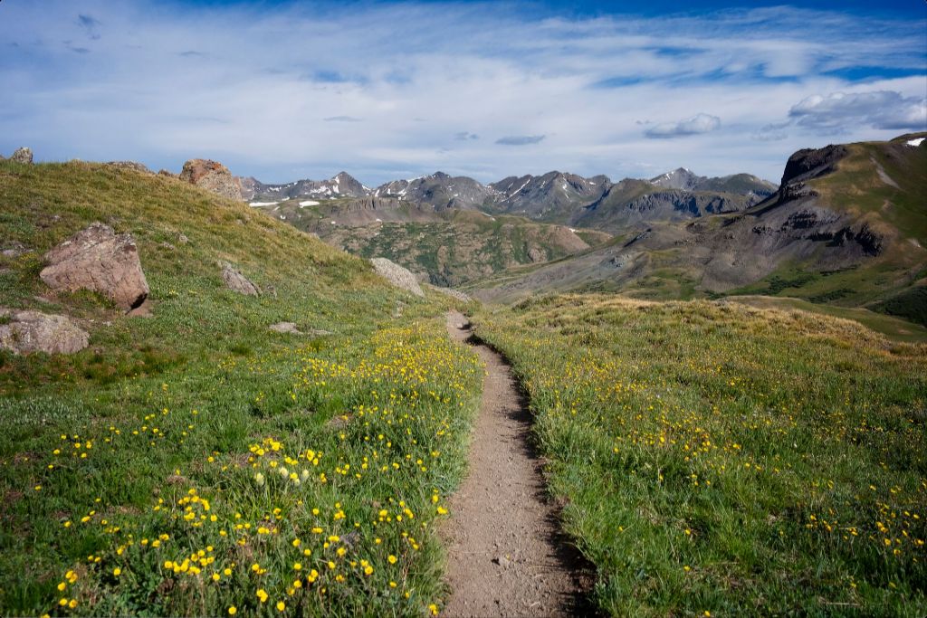 Yellow Wildflowers Way