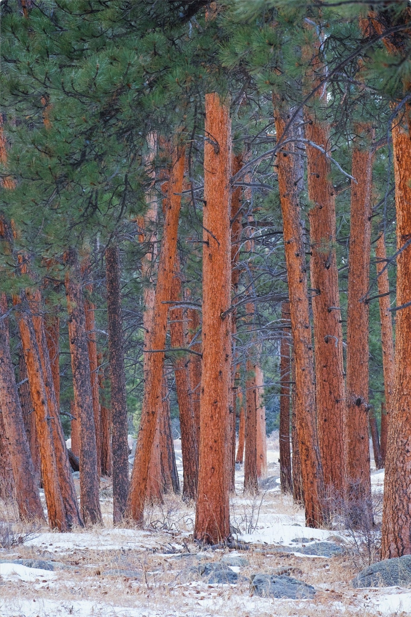 Snowy Pines Vertical