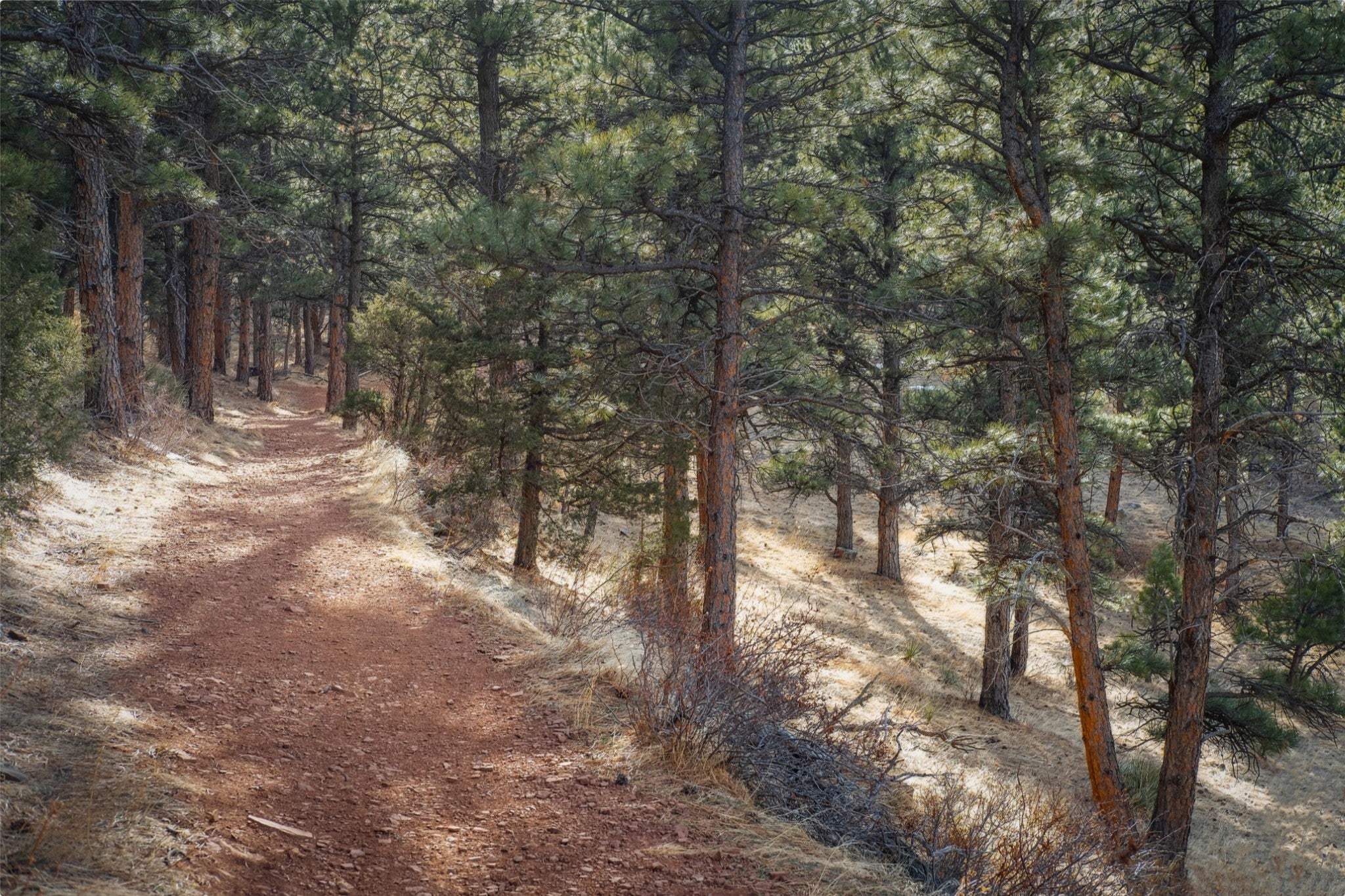 Into the Forest
